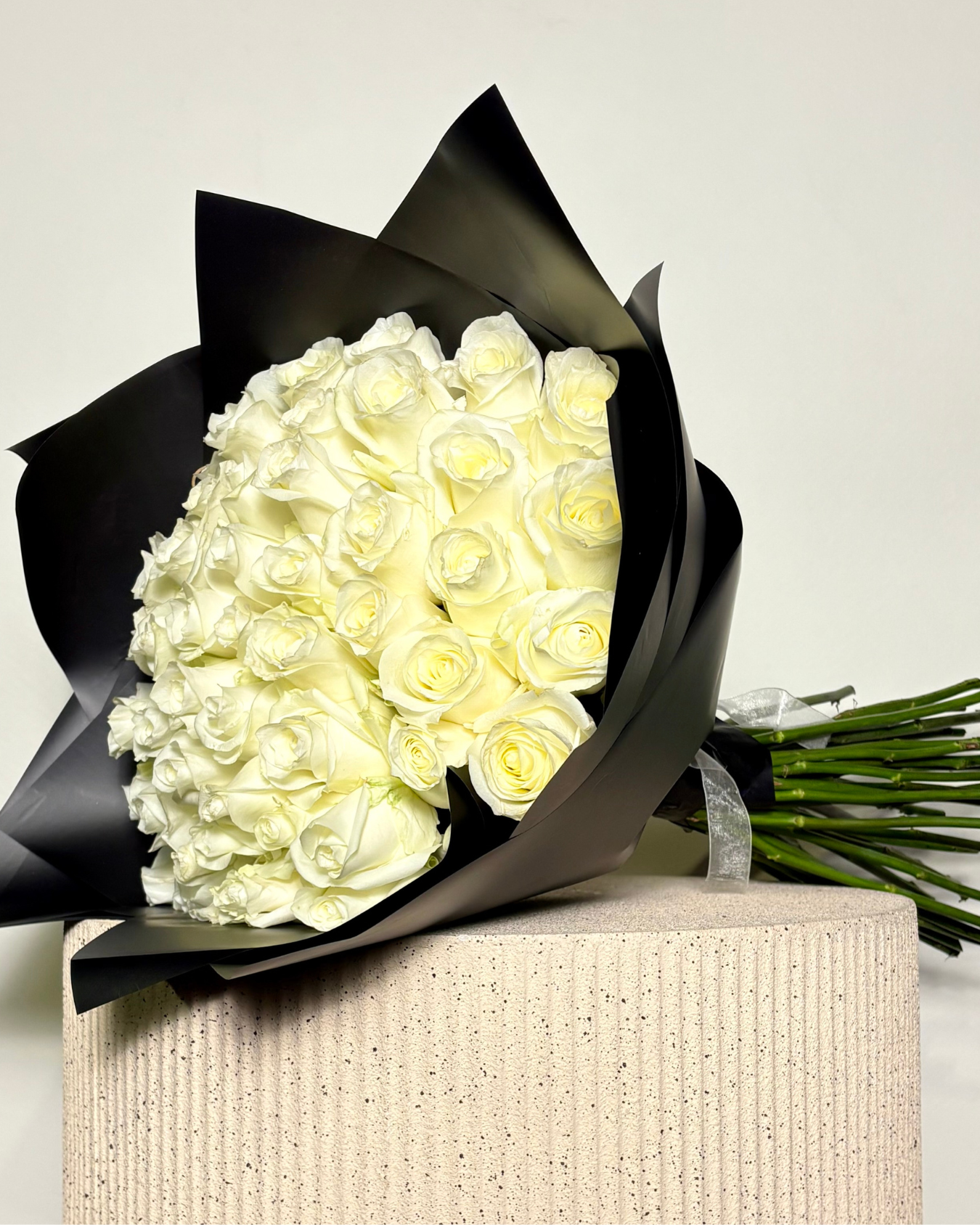 CRISTÓBAL COLÓN XL - 51 ROSAS