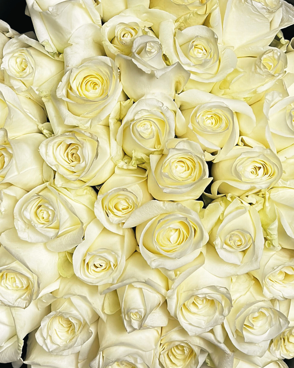 CRISTÓBAL COLÓN XL - 51 ROSAS