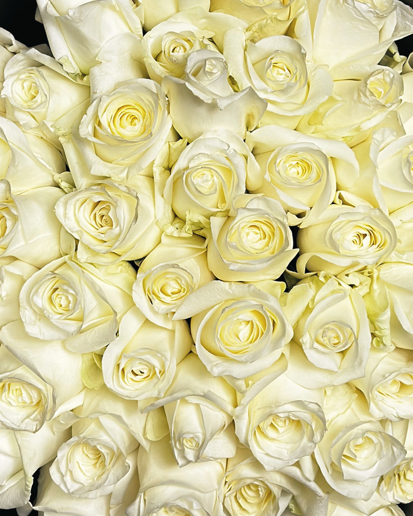 CRISTÓBAL COLÓN XL - 51 ROSAS