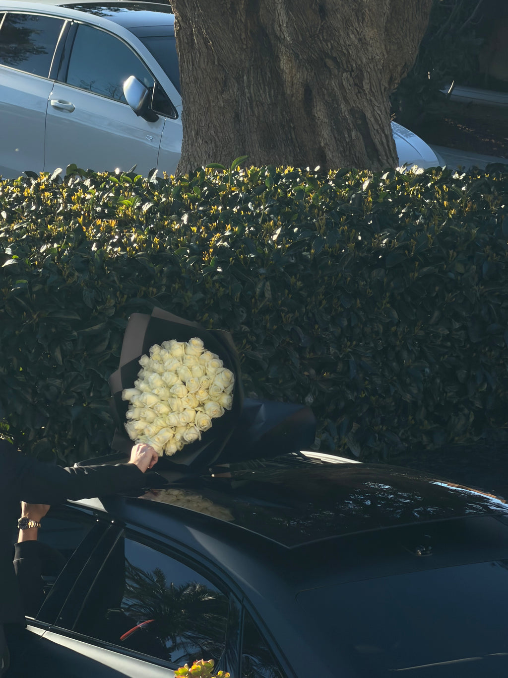 CRISTÓBAL COLÓN XL - 51 ROSAS