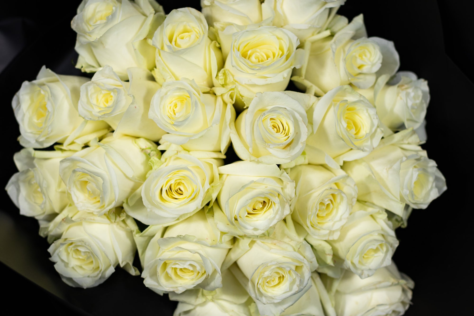 Clásica Blanca Crema