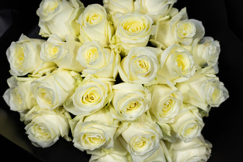 Clásica Blanca Crema