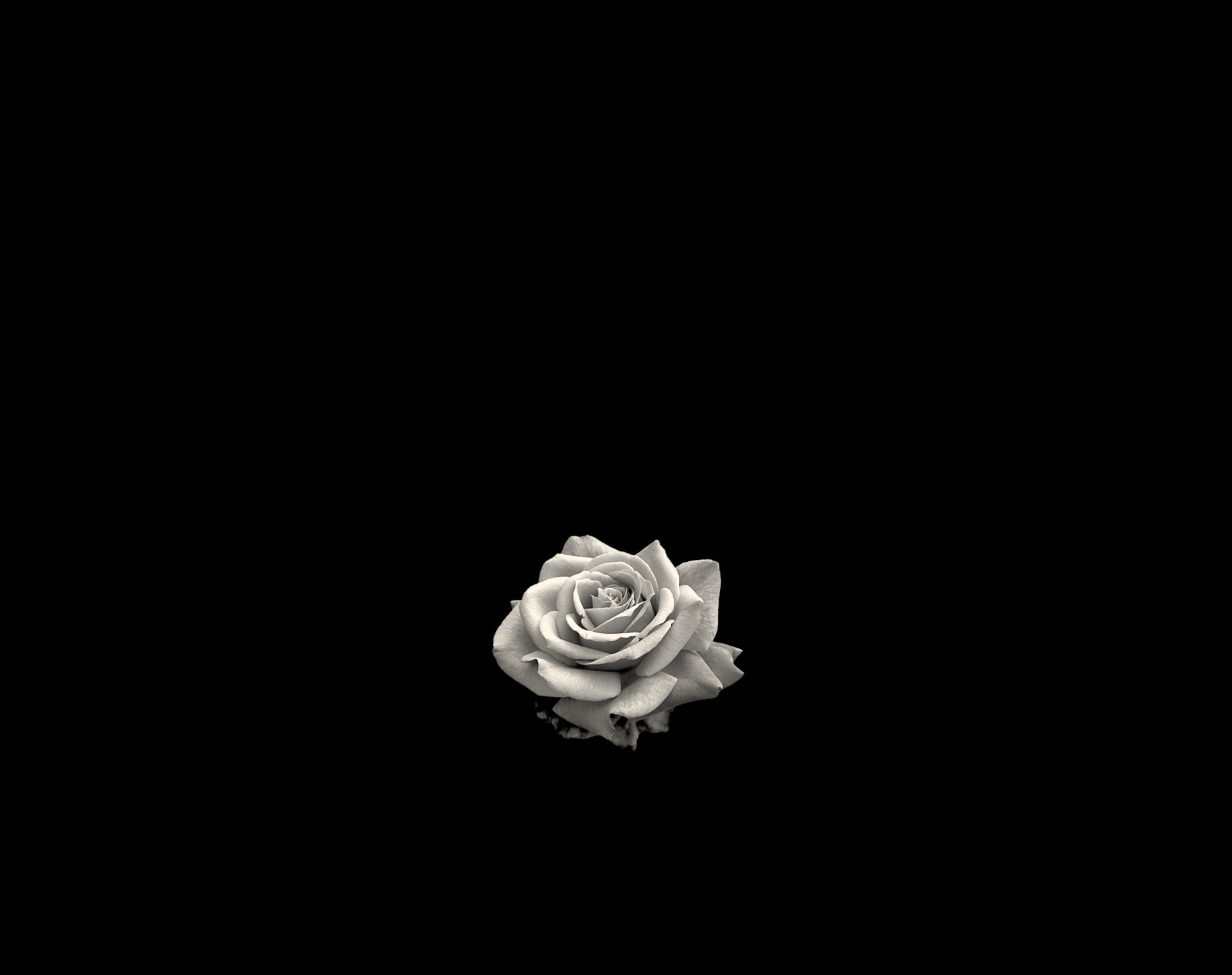 Rosa blanca VÉRA hero